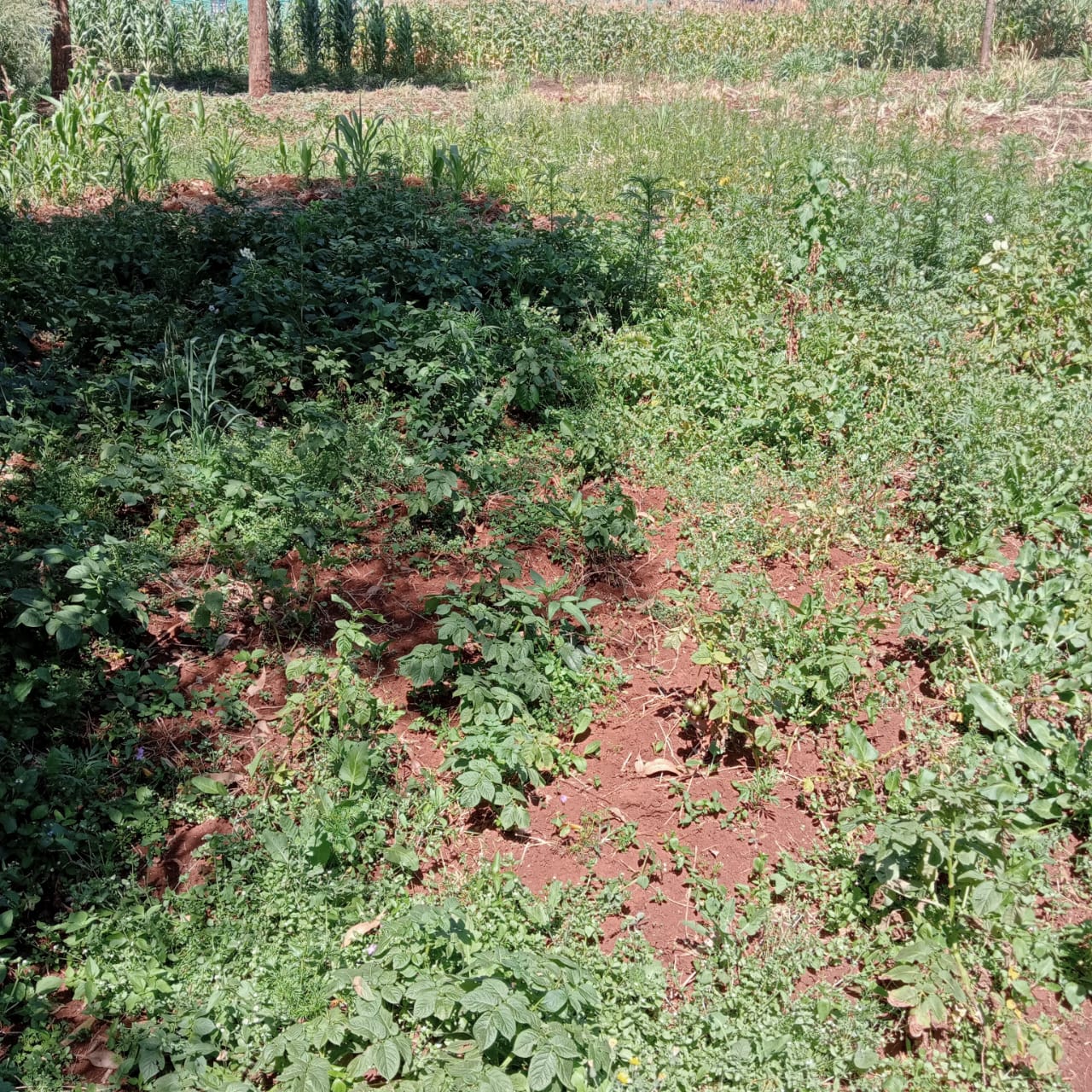 land-for-sale-Address-Limuru_Town___Kenya_price-12000000-1-2