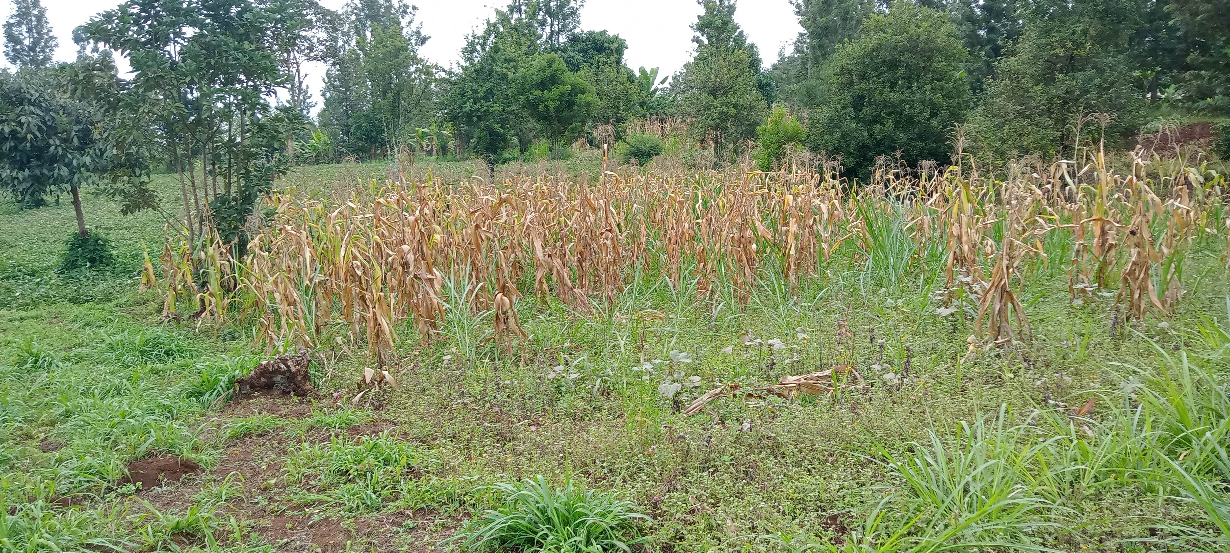 land-for-sale-Address-Kaitheri__Kenya_price-1300000-14-1