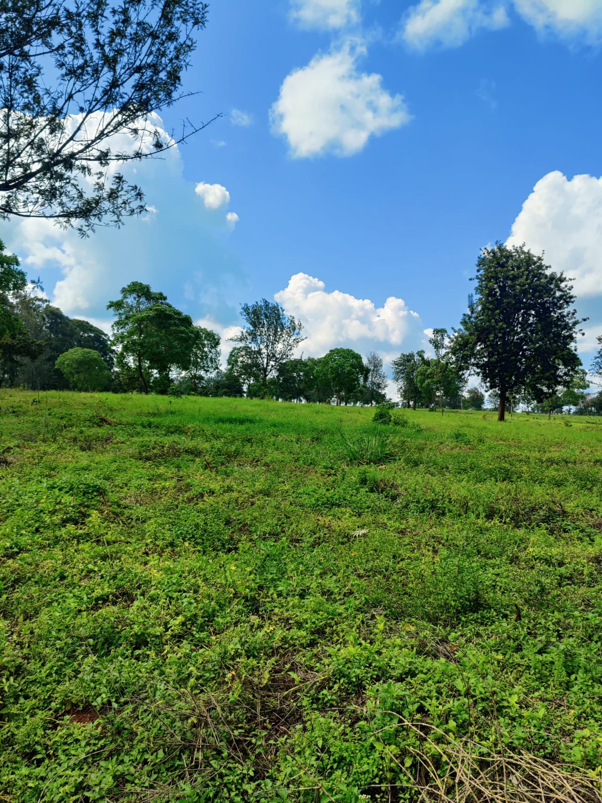 land-for-sale-Address-Juja__Kenya_price-2800000-4-2