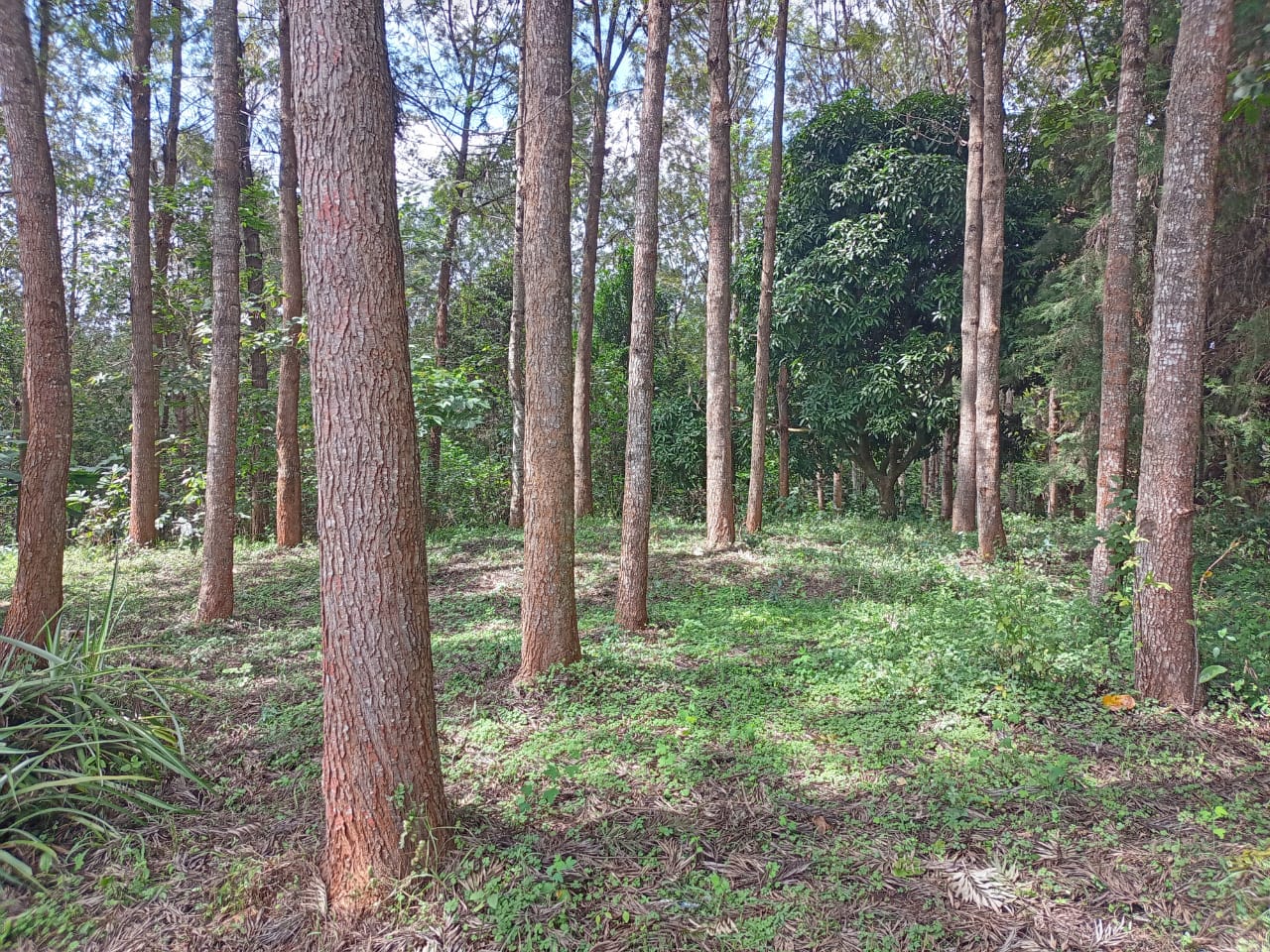 land-for-sale-Address-Meru__Kenya_price-6000000-16-1