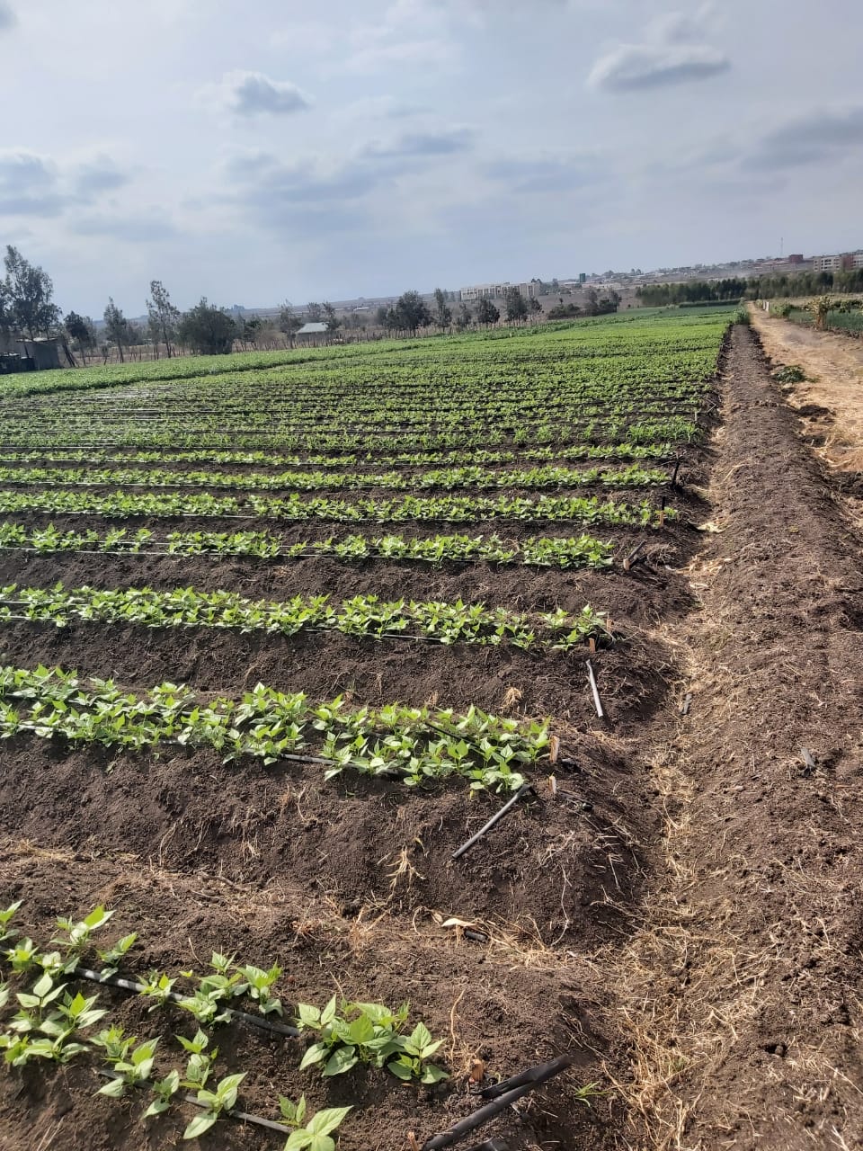land-for-sale-Address-Kisaju__Kenya_price-150000000-6-0