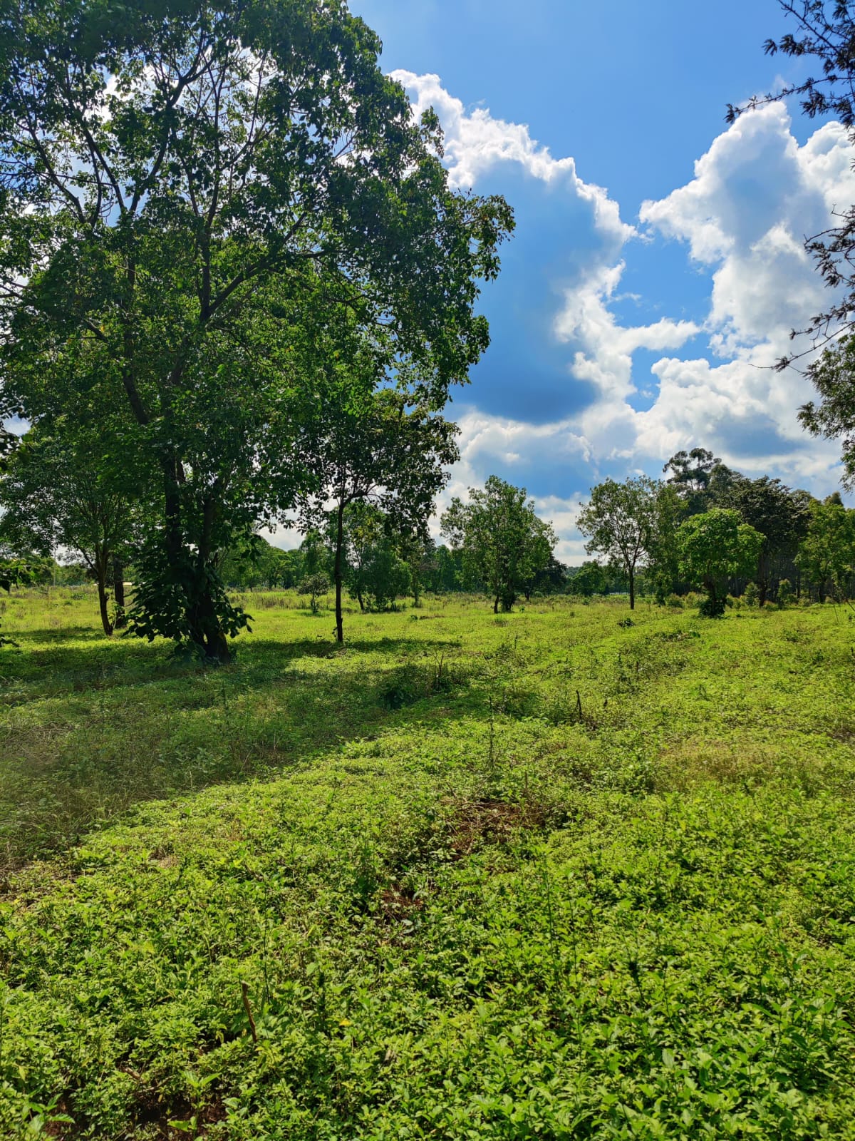 land-for-sale-Address-Juja__Kenya_price-2800000-4-0